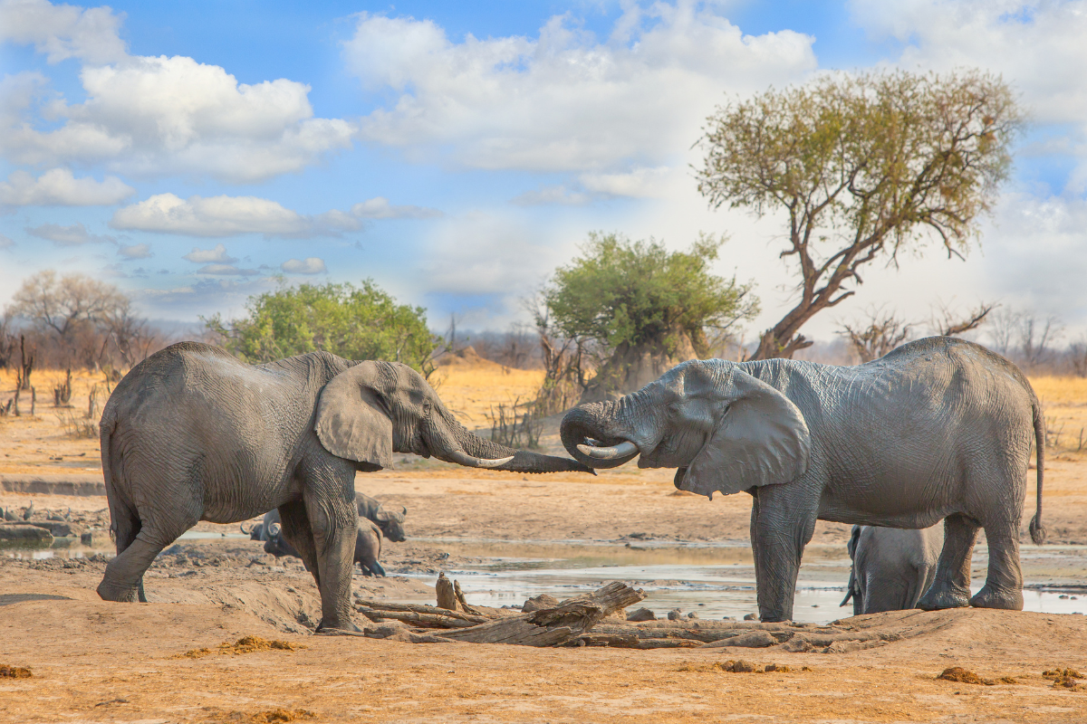 Hwange landscape at sunset