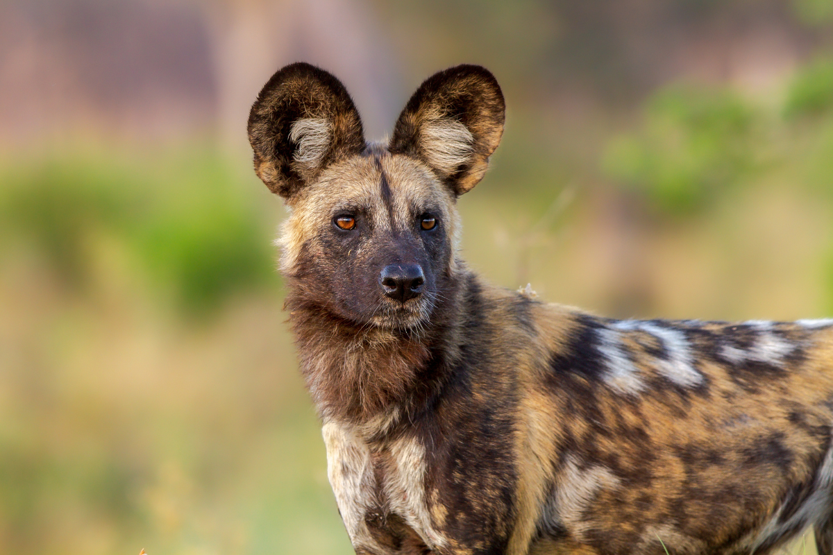 African wild dogs, Mana Pools