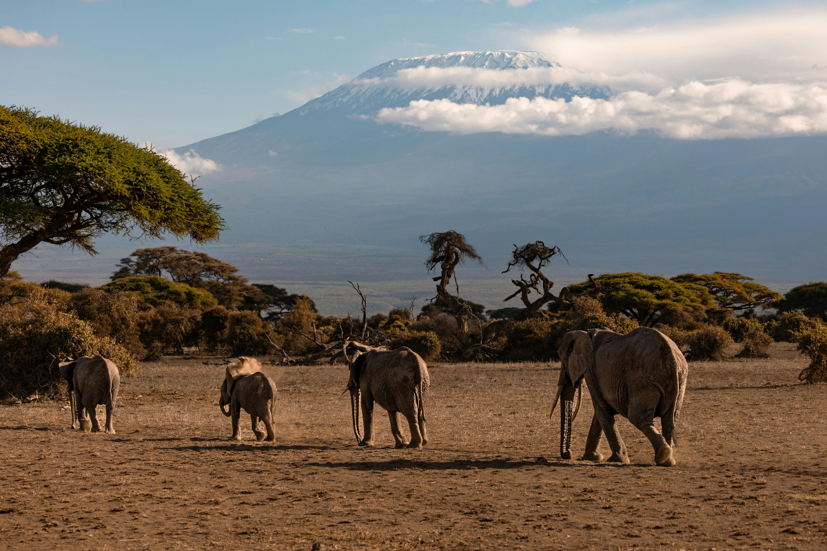 Kenya safari landscape