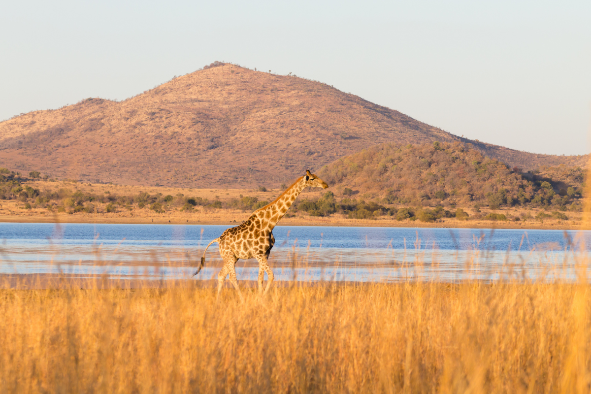 South Africa safari