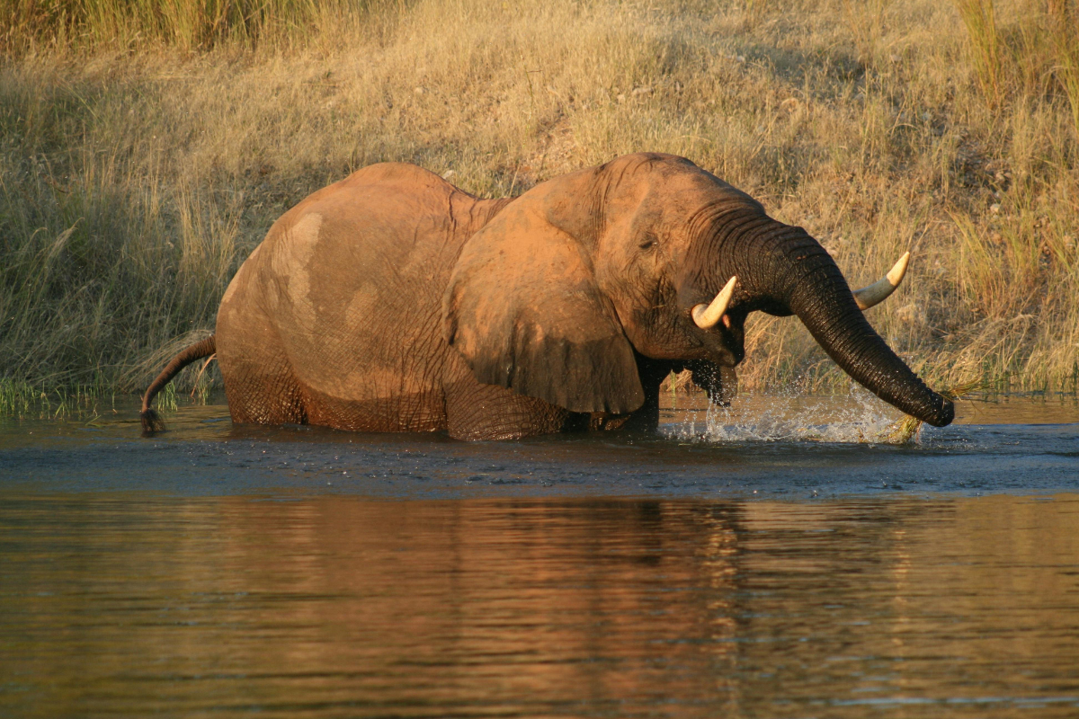 Elephants at a Hwange waterhole