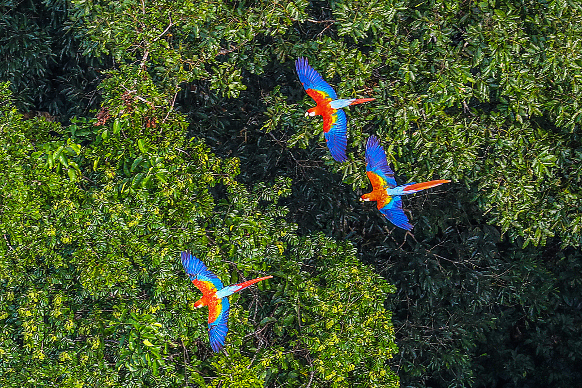 Amazon river expedition