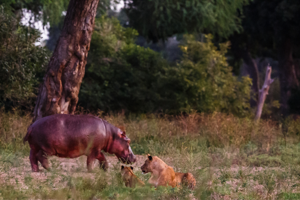 Elephants and hippos at the Zambezi, Mana Pools