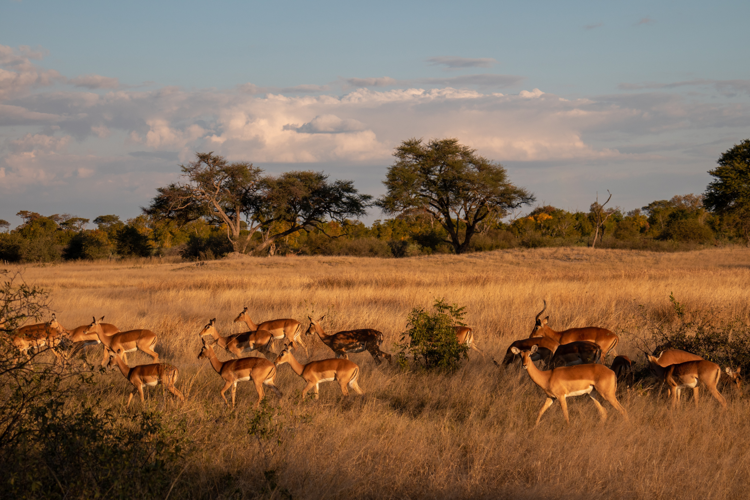 Hwange National Park