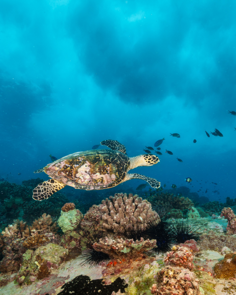 Seychelles nature and landscape