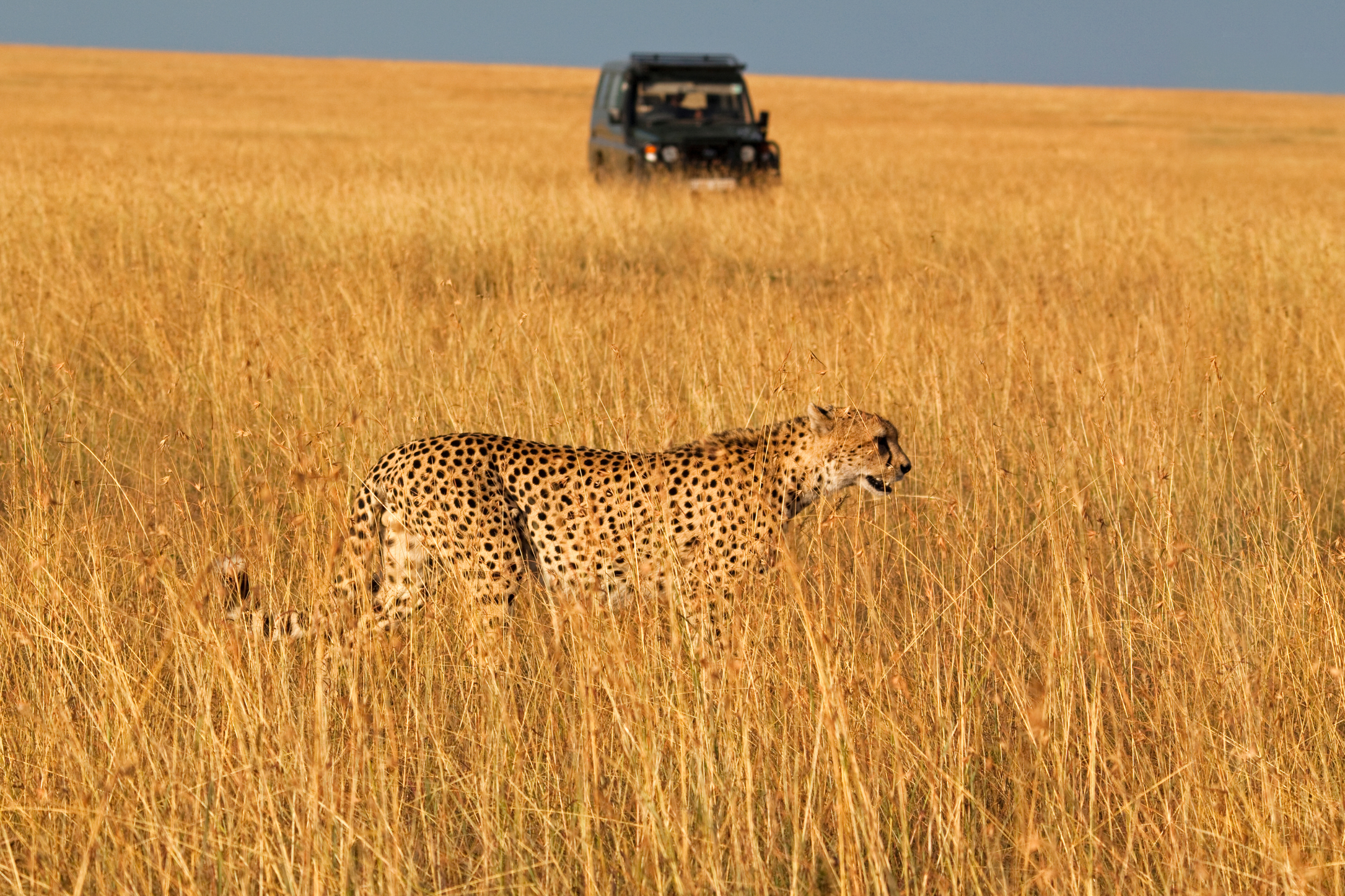 Planning a safari