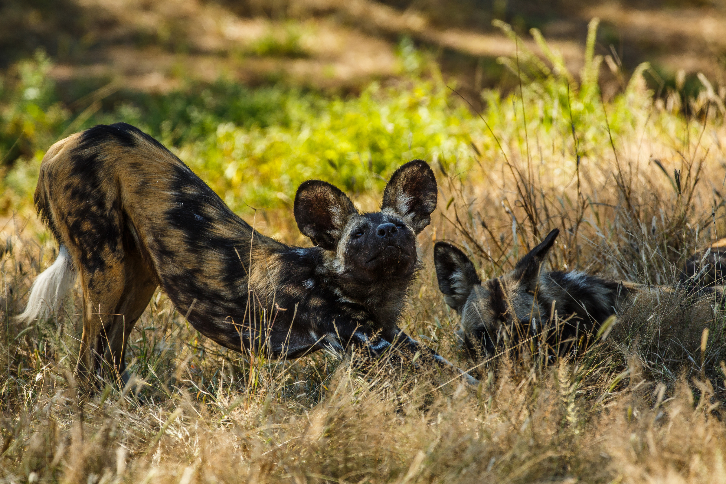 Mana Pools at dawn